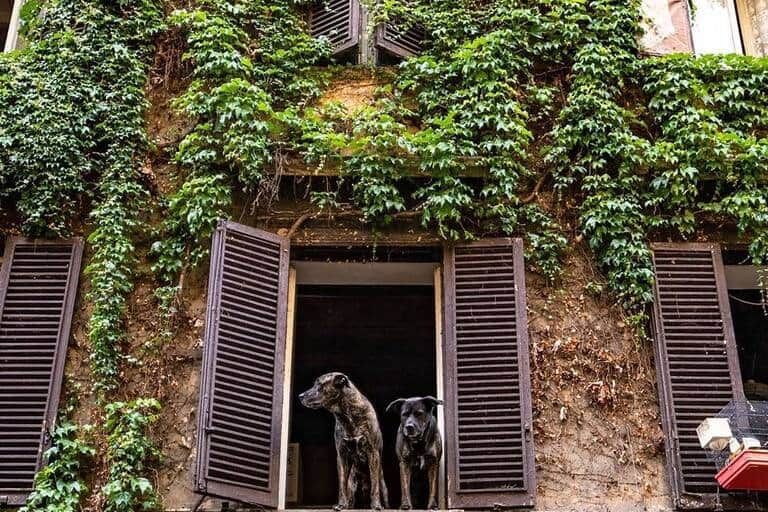 Two dogs standing in an open shuttered window of a Monti building whose façade is completely covered in ivy